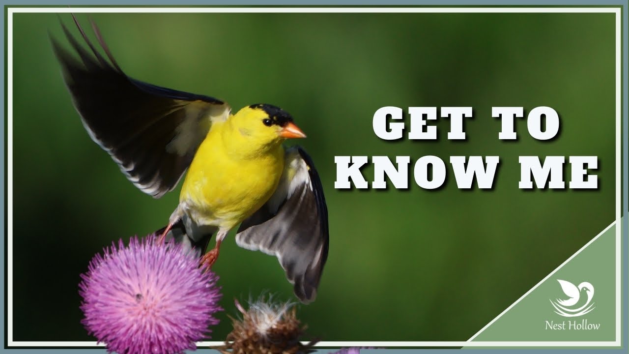 12 Incredible American Goldfinch Facts