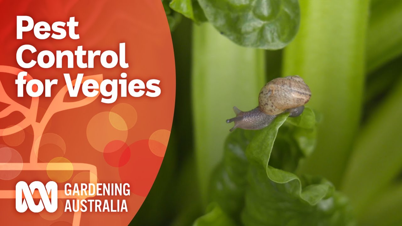 Safely control pests in the vegie patch | Growing fruit and vegies | Gardening Australia