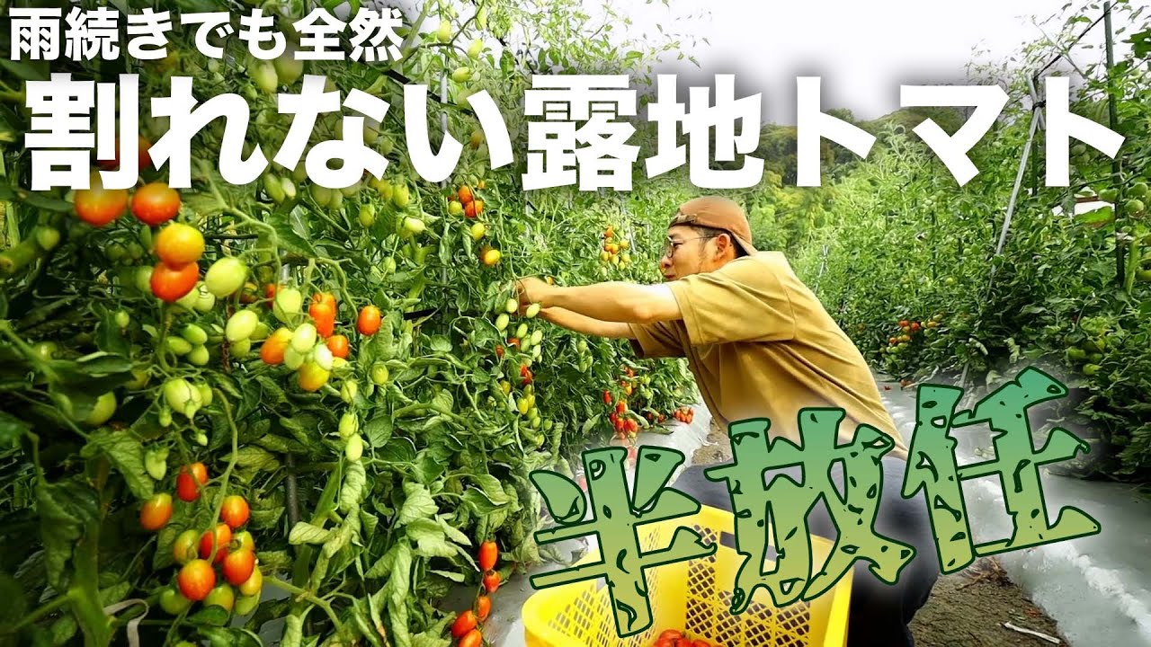 爆なりさせると全然トマトが割れない