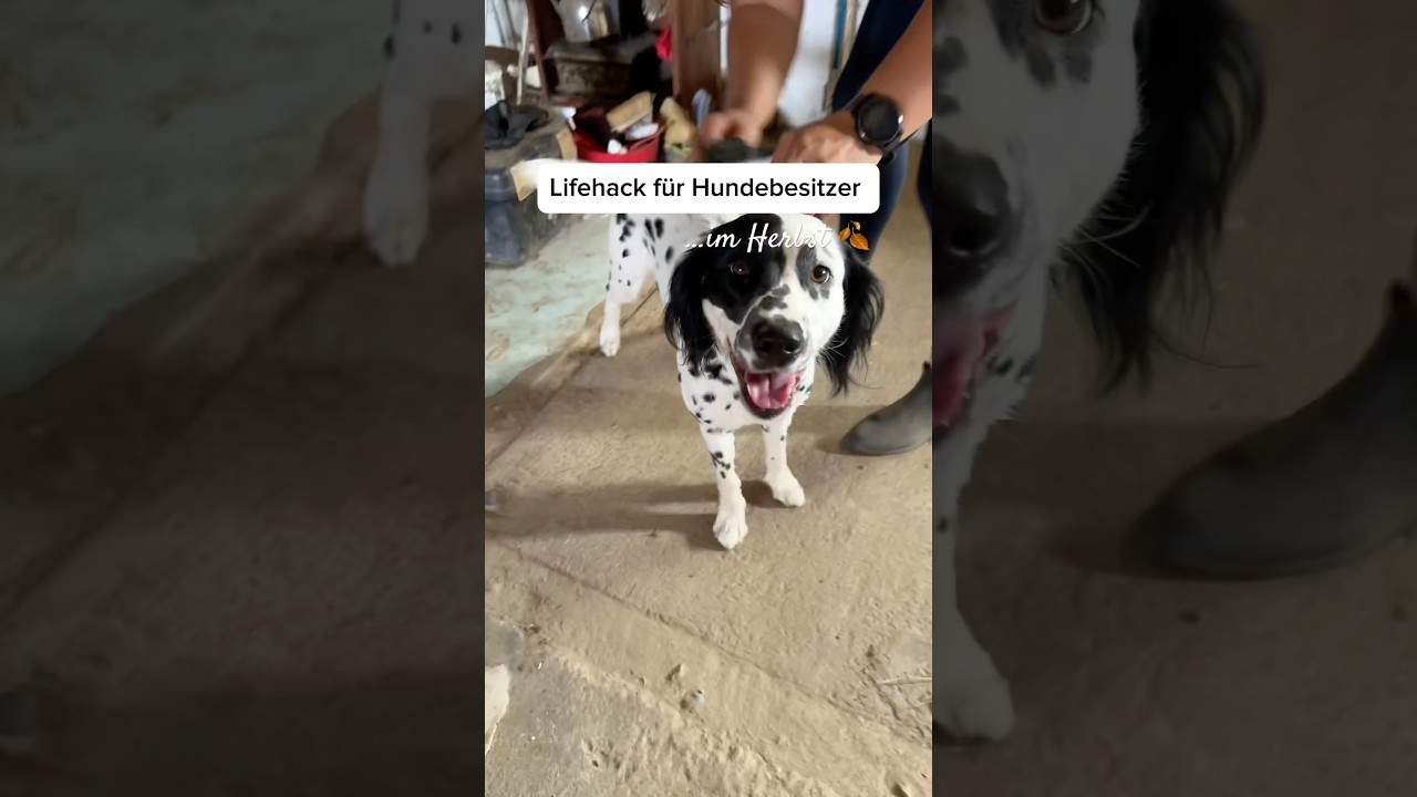 Lifehack für Hundebesitzer 🍂🐶 