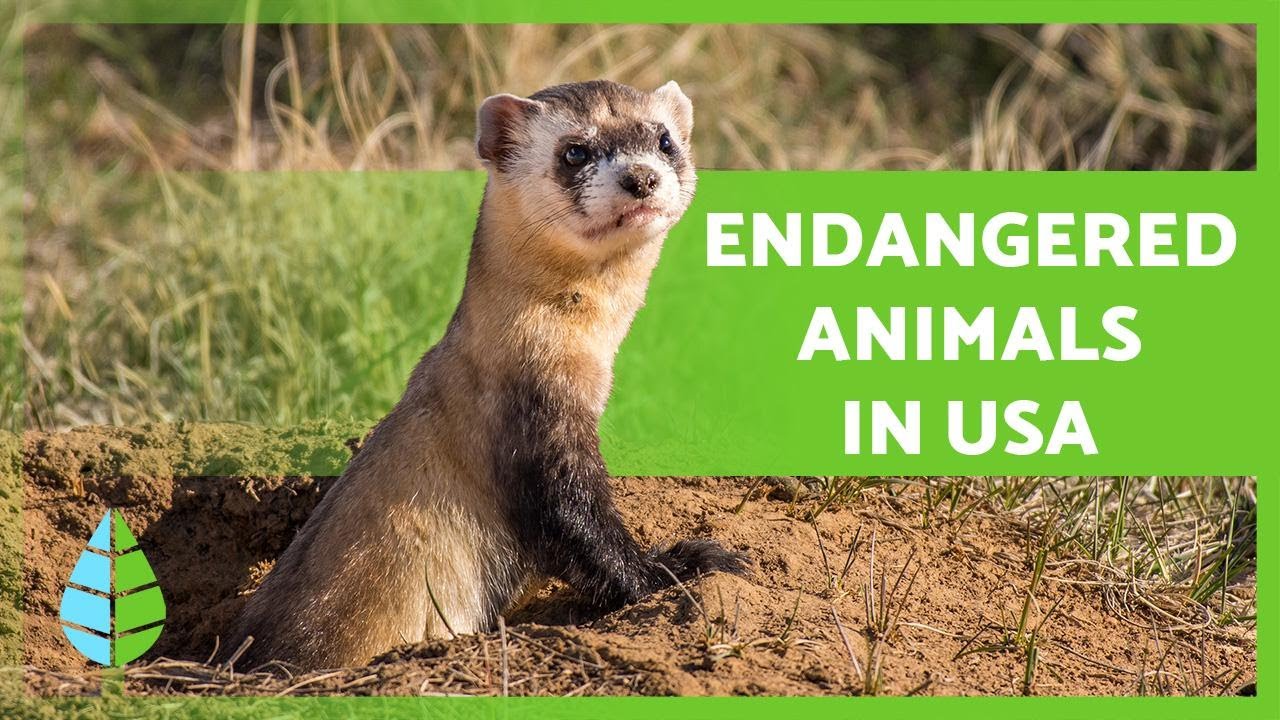 10+ ANIMALS in ENDANGER of EXTINCTION in the UNITED STATES 🐸⚠️