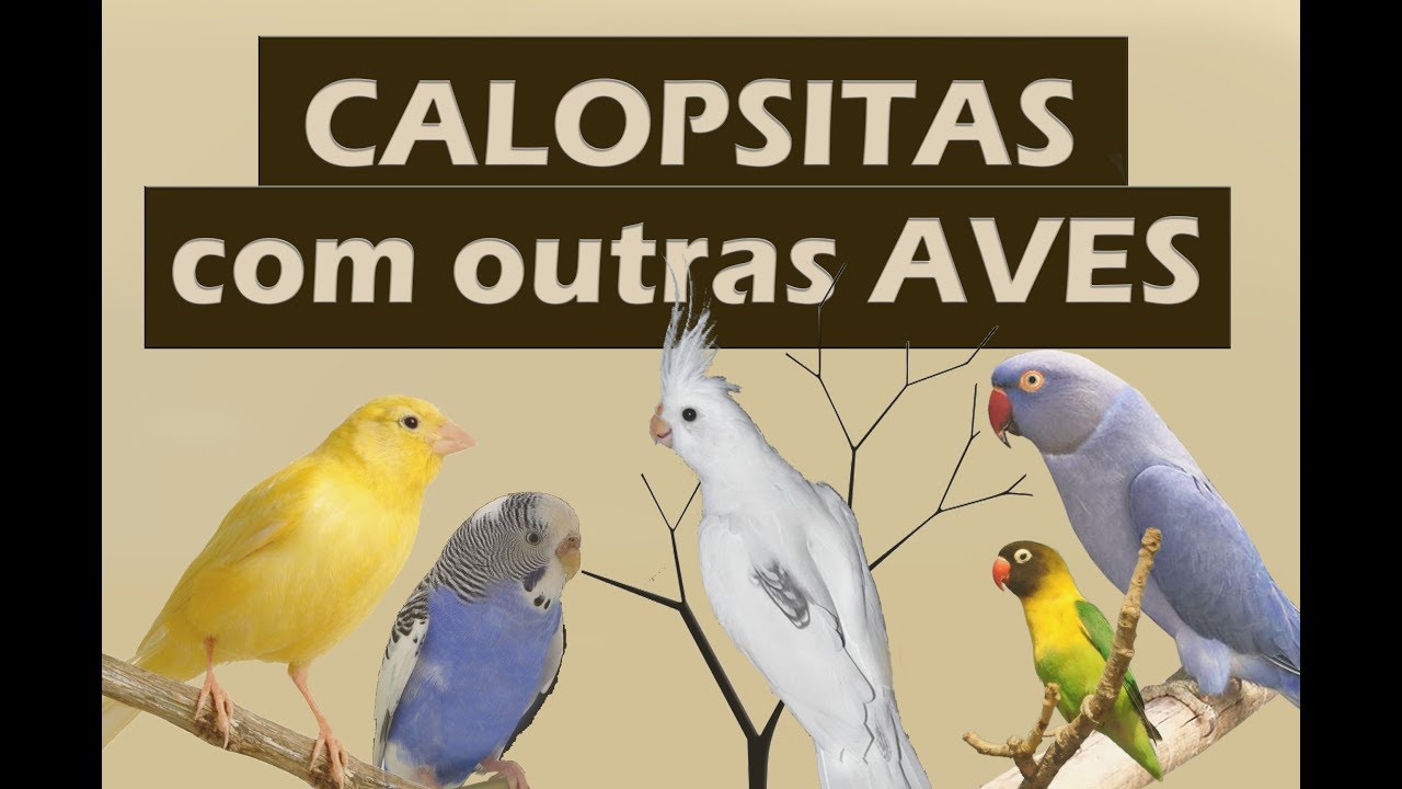 Calopsitas ficam bem com outras aves?