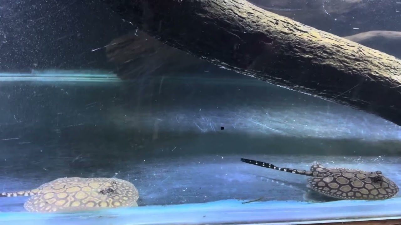 Pearl X snow leopard sting rays eating blood worms