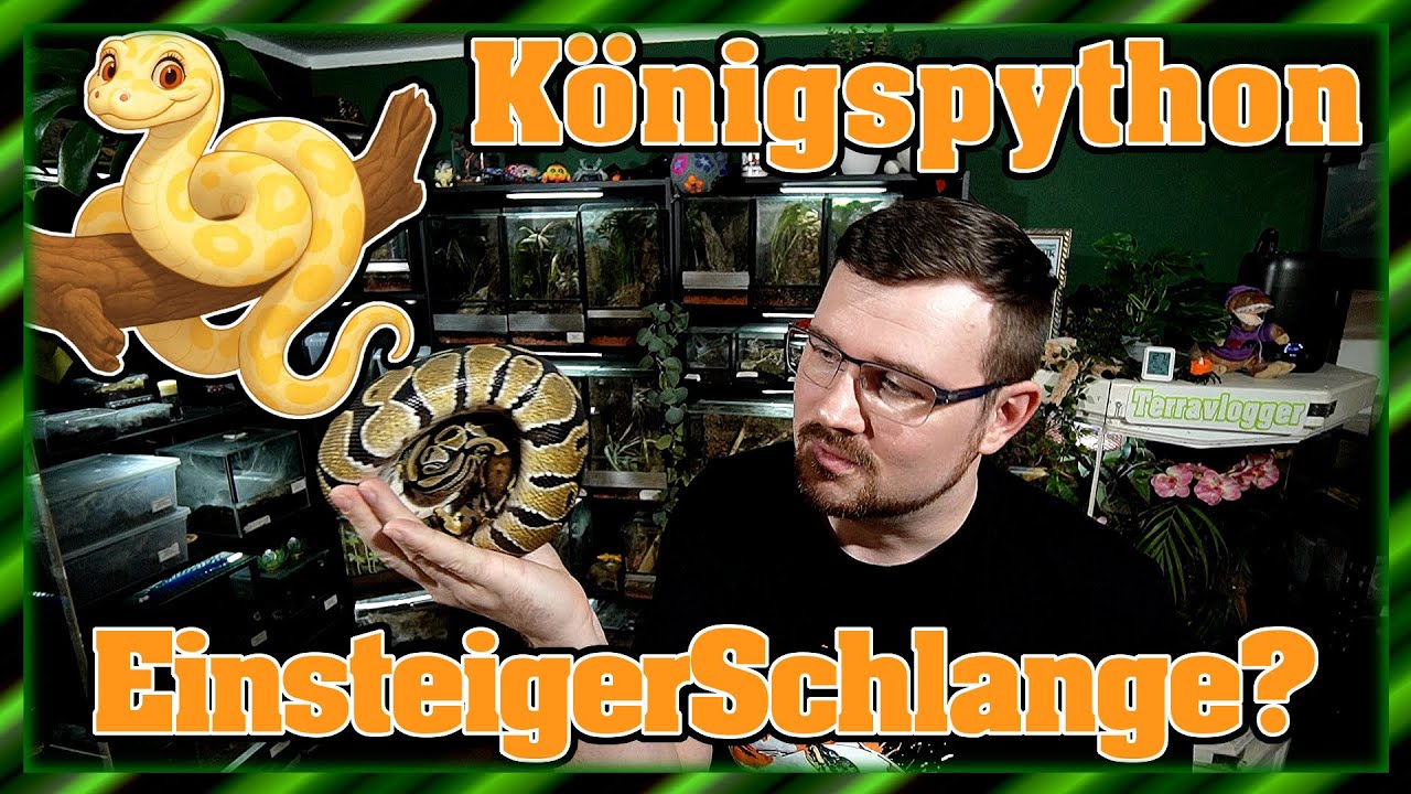 Königspython - Python regius | Einsteiger-Schlange?