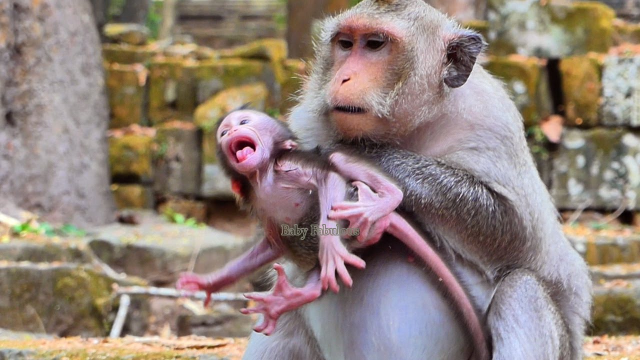 O/h...! Cute baby Bessie u+nacceptablee with mom's practice​ before relocate | Baby Fabulous