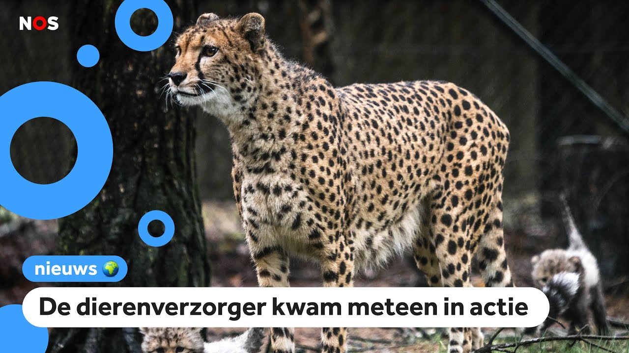 Jongen aangevallen door jachtluipaard in Beekse Bergen