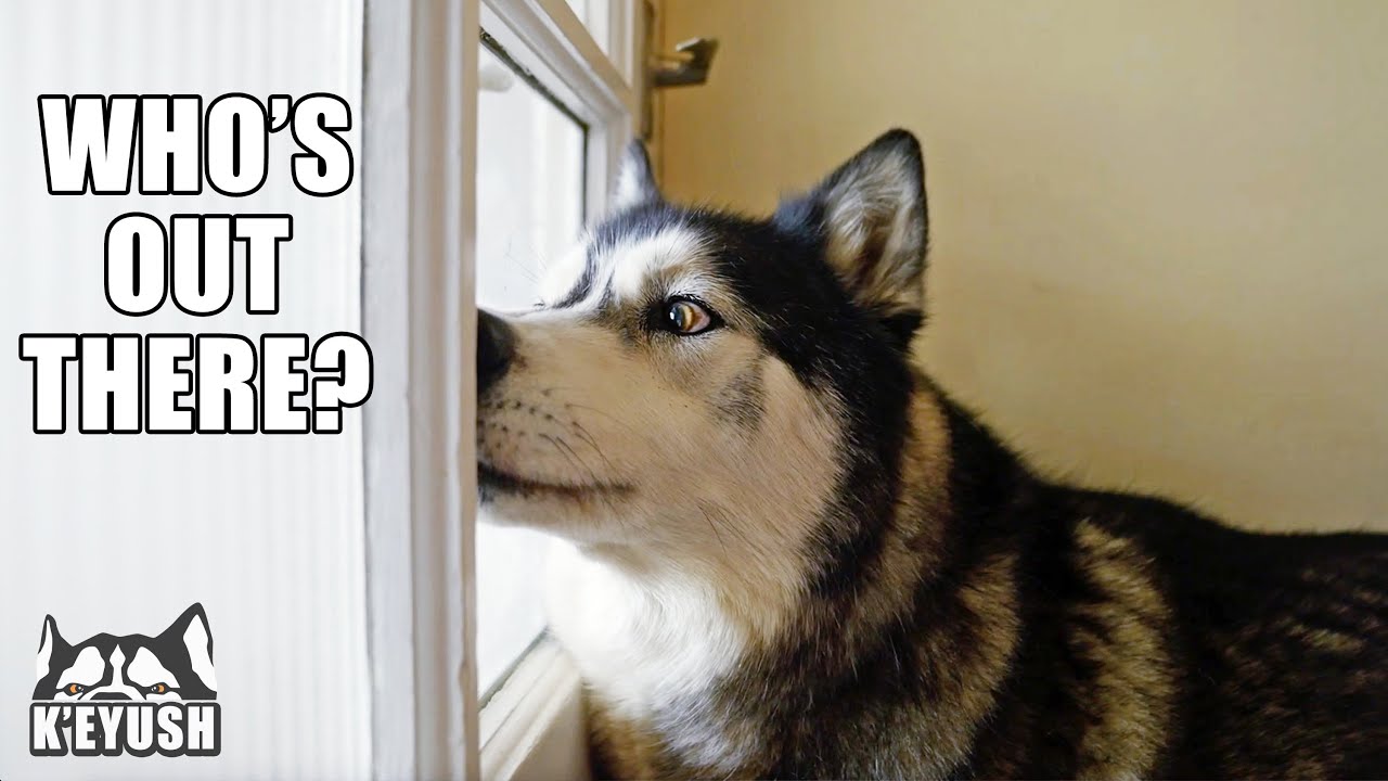 I Didn’t Say A Word When My Husky’s Best Friend Arrived!