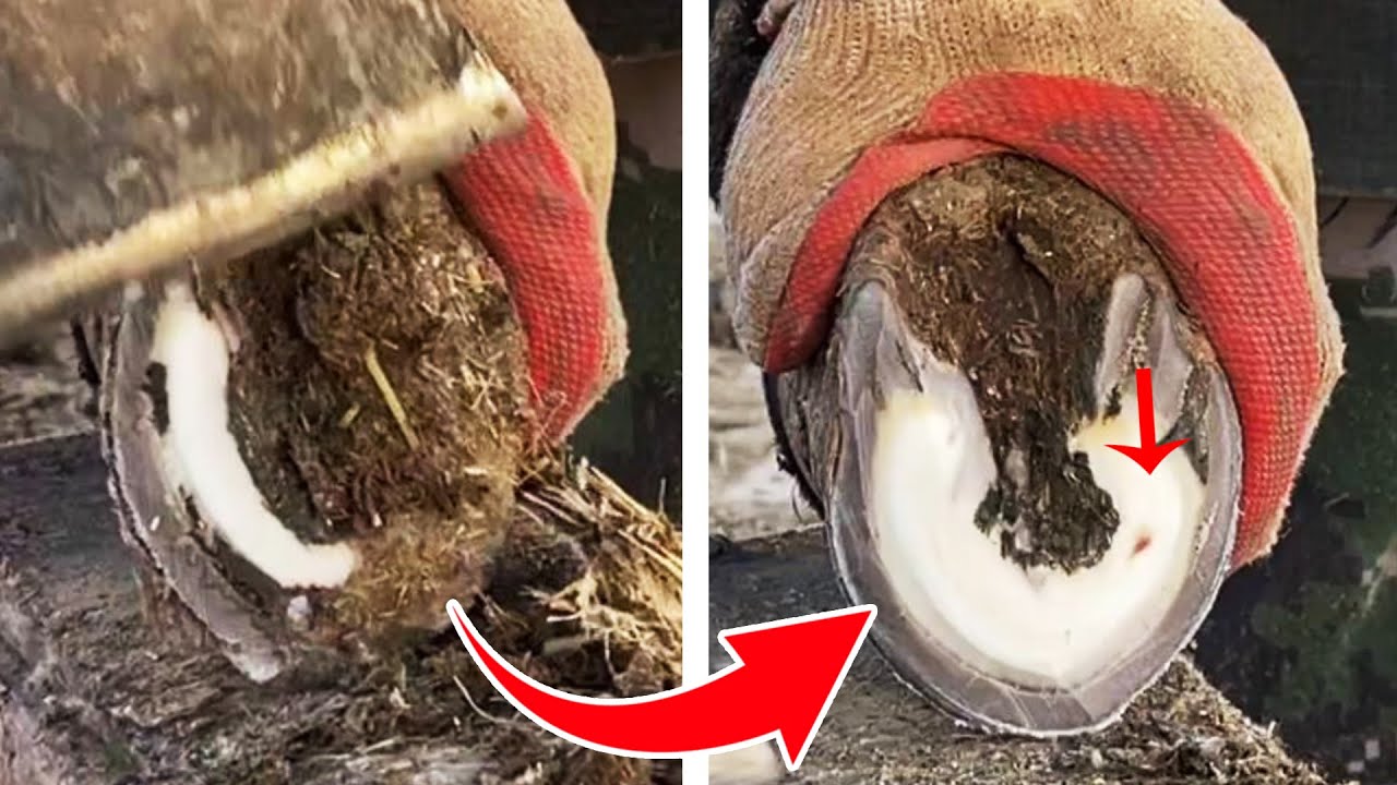 Save a lame donkey with bleeding inside its hoof【Black Donkey Prince & ASMR hoof】