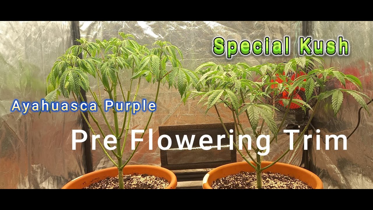 Ayahuasca Purple & Special Kush Extreme Defoliation before flip to Flowering
