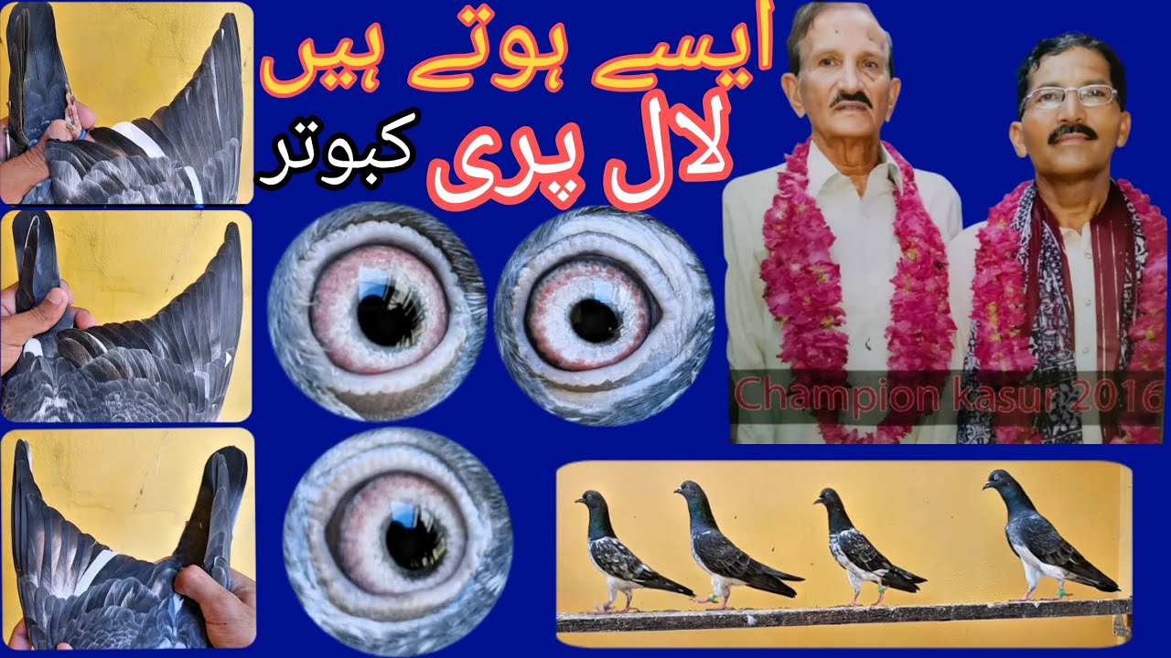 لال پری کبوتر||ایسے بیلنس کبوتر بہت کم دیکھنے کو ملتے ہیں||اُستاد مشتاق بھولا کے مین بریڈر جوڑے