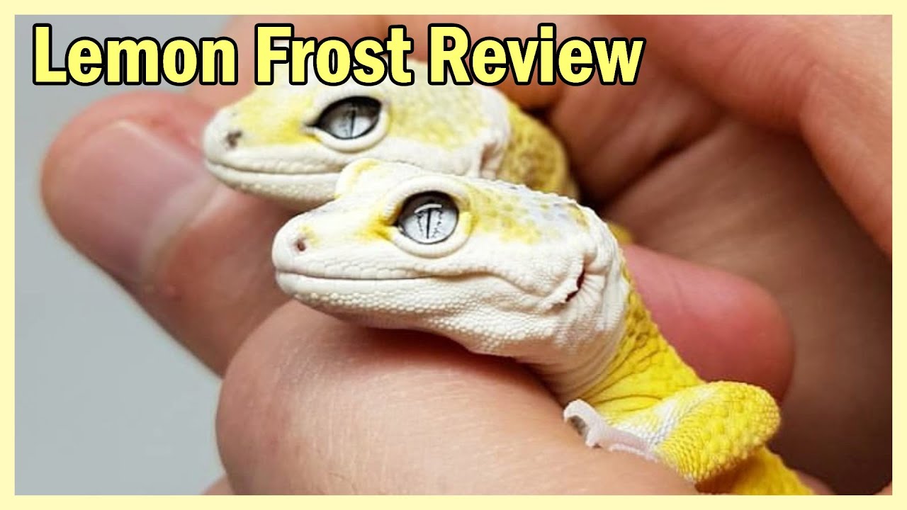 Do you know Lemon Frost Leopard Gecko?
