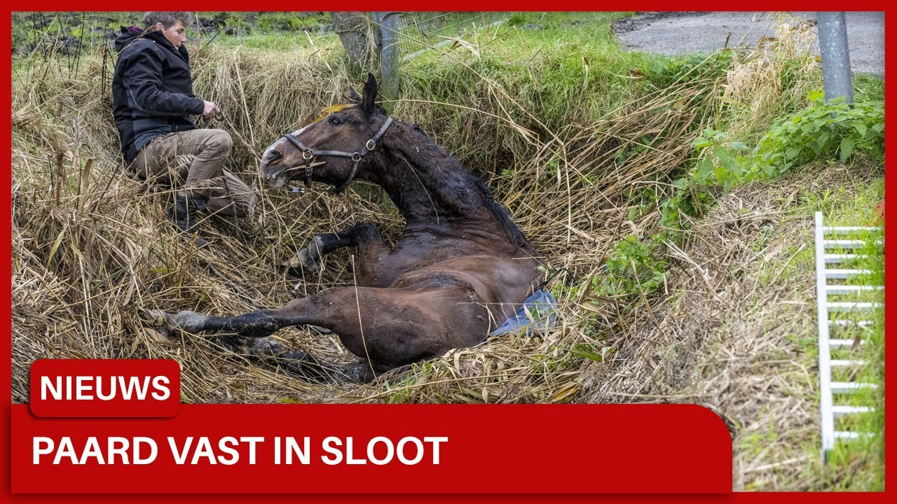 Brandweer redt paard uit sloot in Garrelsweer