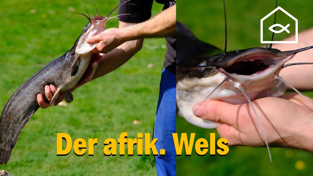 Der afrik. Wels Raubwels!