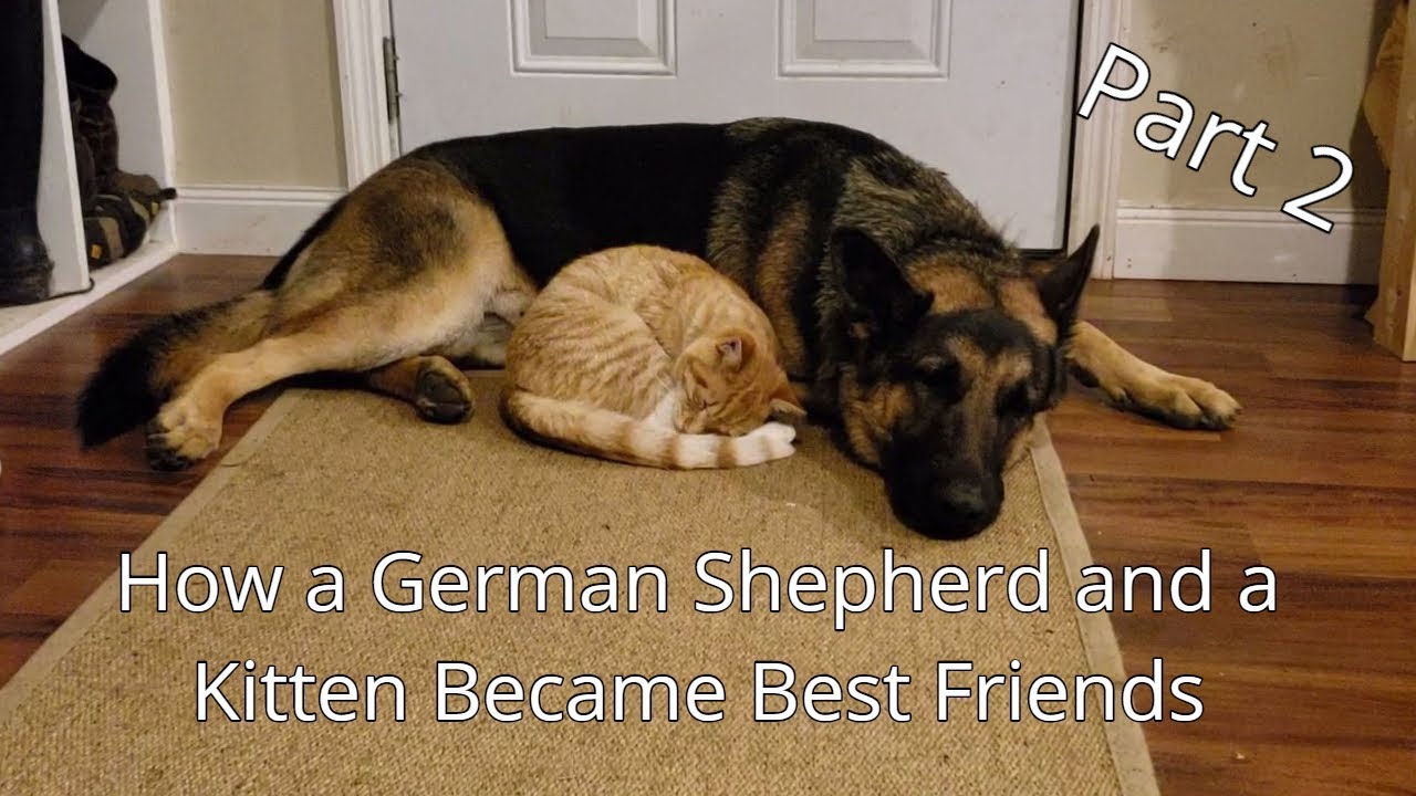 How a German Shepherd and a Kitten Became Best Friends (Part 2)