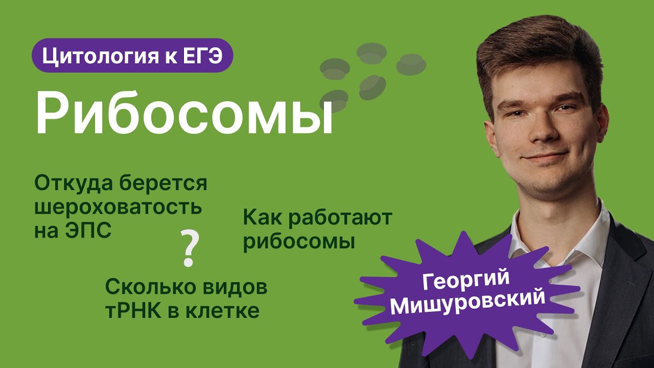 2.38. Рибосомы | Цитология к ЕГЭ | Георгий Мишуровский