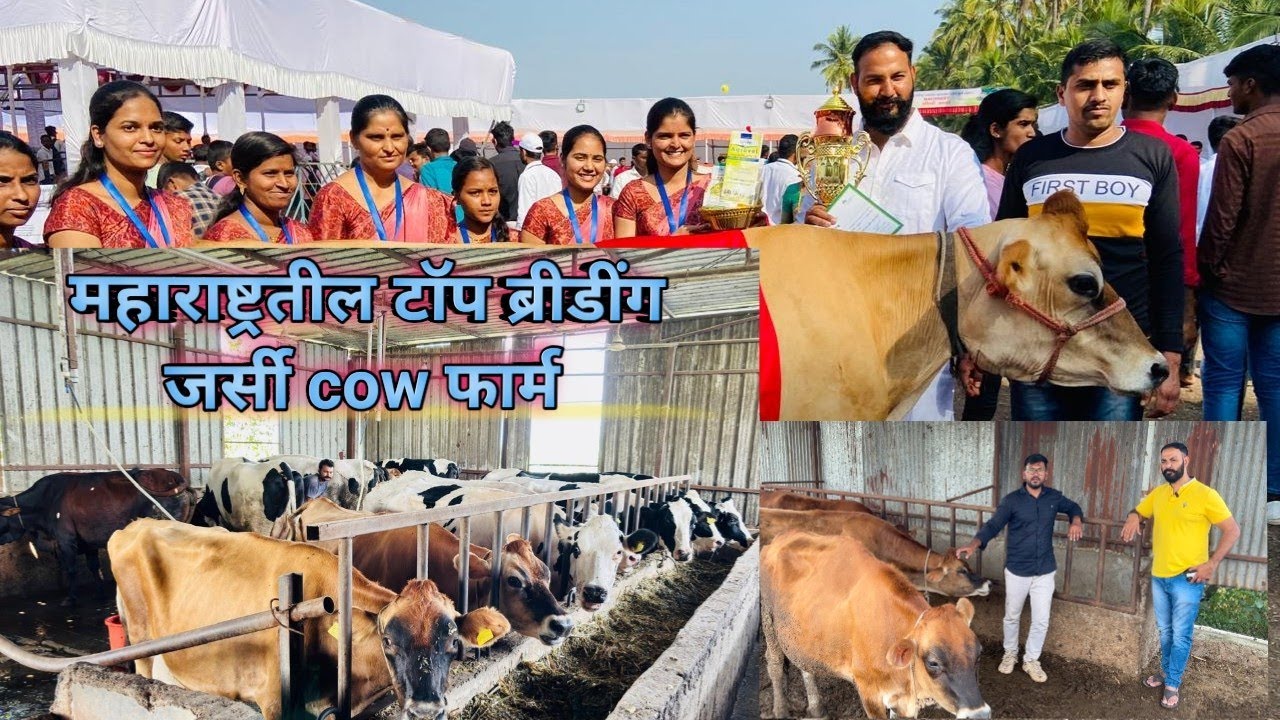 महाराष्ट्रतील 1 नं ब्रीडींग डेअरी फार्म जर्सी आणि hf गायी स्वतः तयार केल्या फार्मवर