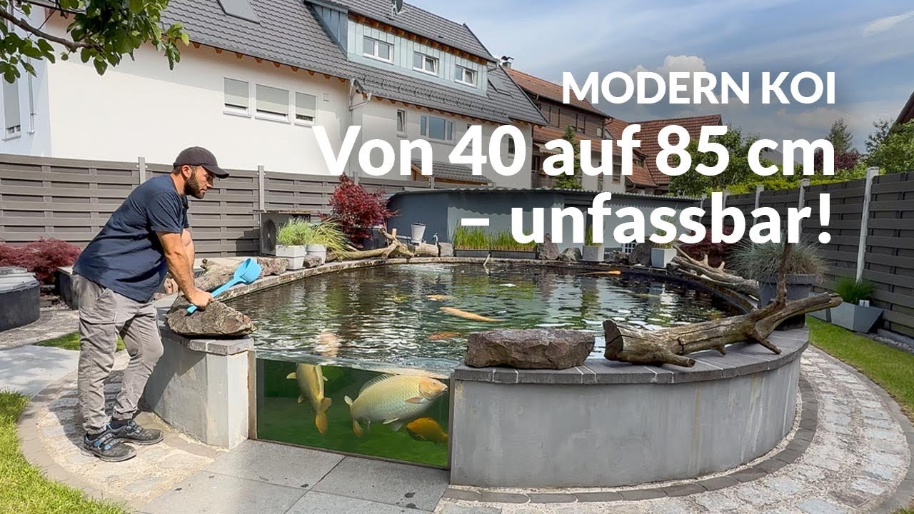 Artur und Alis Konishis wachsen durch die Decke | Modern Koi Blog #7809