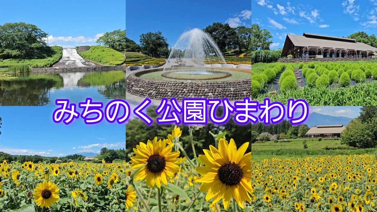 #みちのく公園 #ひまわり 絶景 #古民家 #新緑 #注目