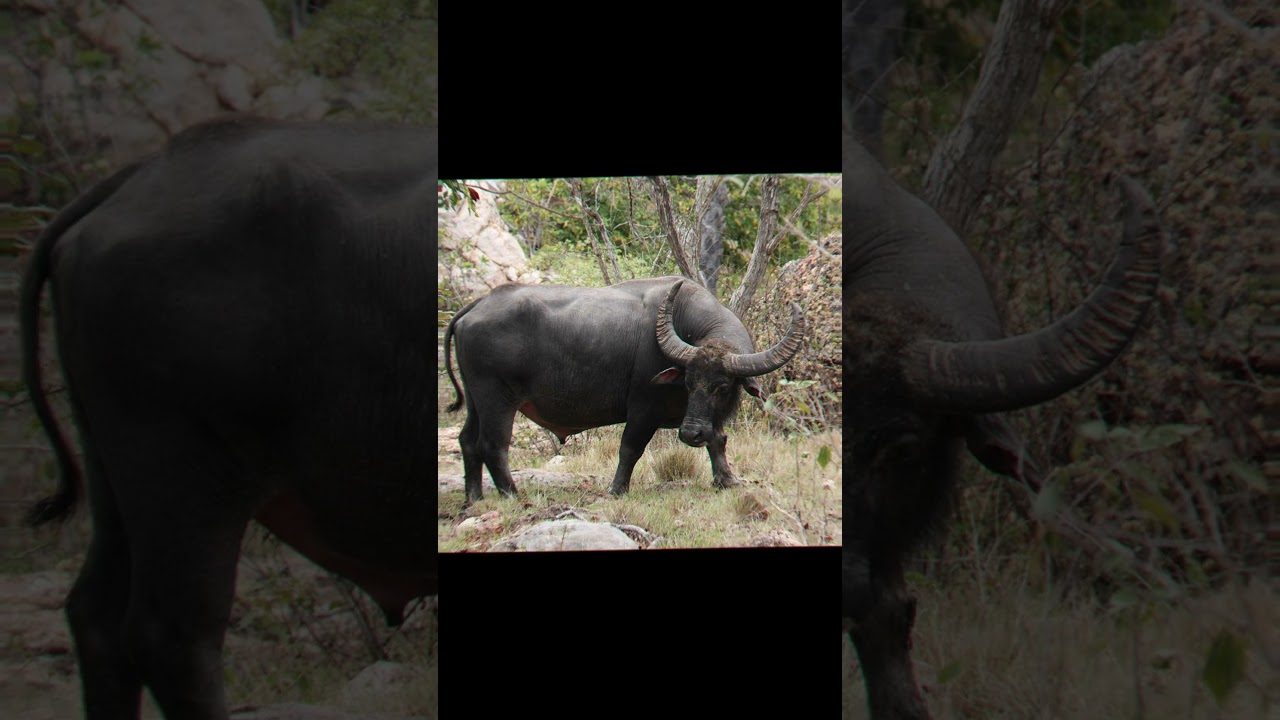 male buffalo 🐃 #buffalo #lion #elephant