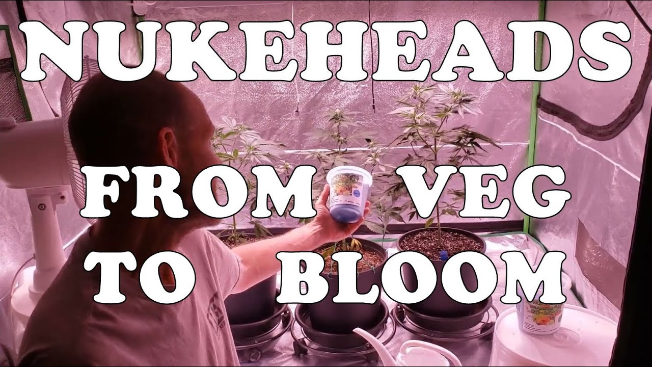 Growing With Nukeheads ~ Switching From Veg To Bloom