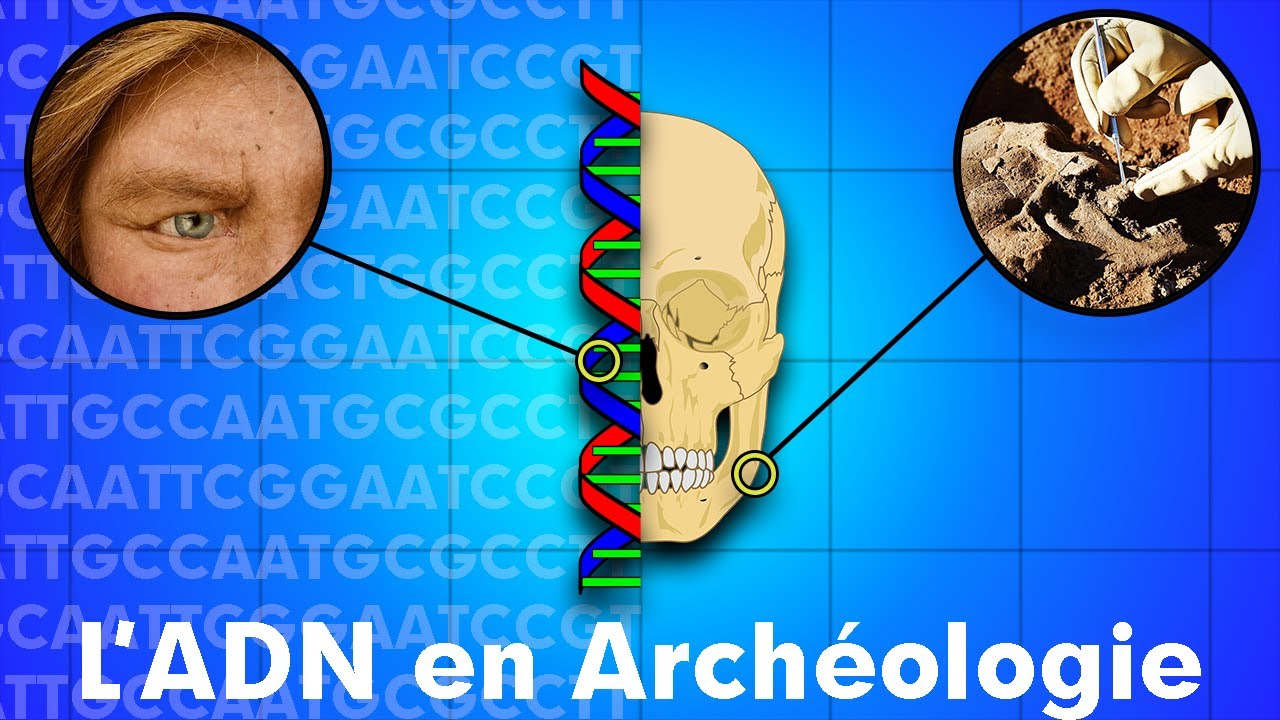 L'ADN en arch&eacute;ologie 🧬 [ST]
