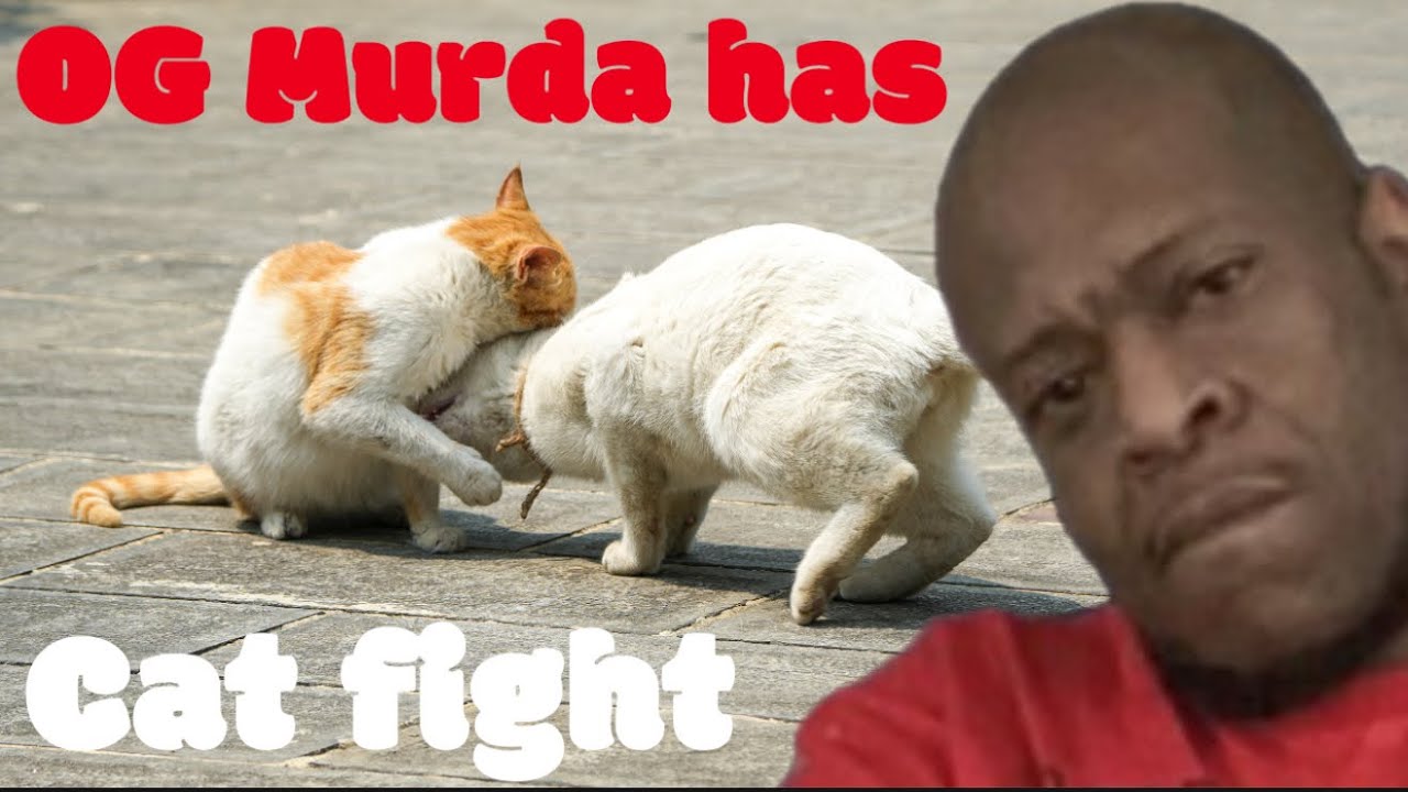 OG Murda fights wit cakes out (Oh Lawd ya killin me) lol