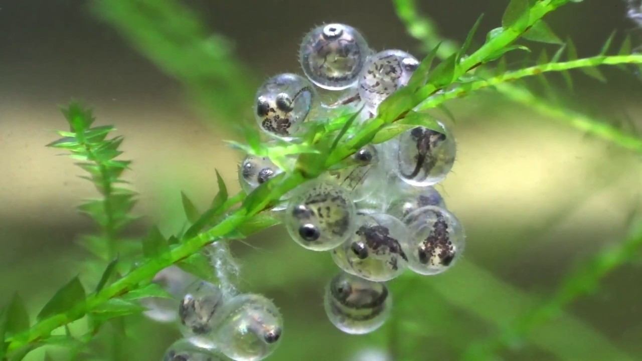 メダカの孵化から産卵