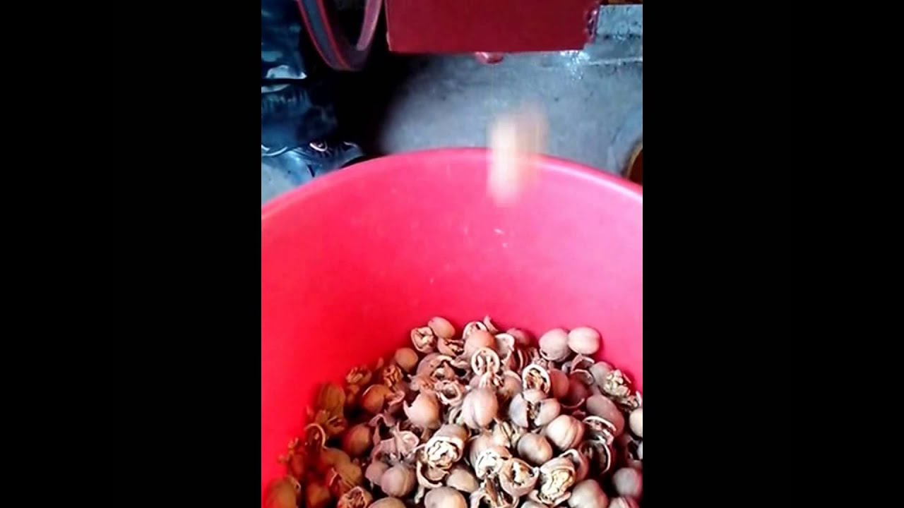 łuparka do orzechów włoskich