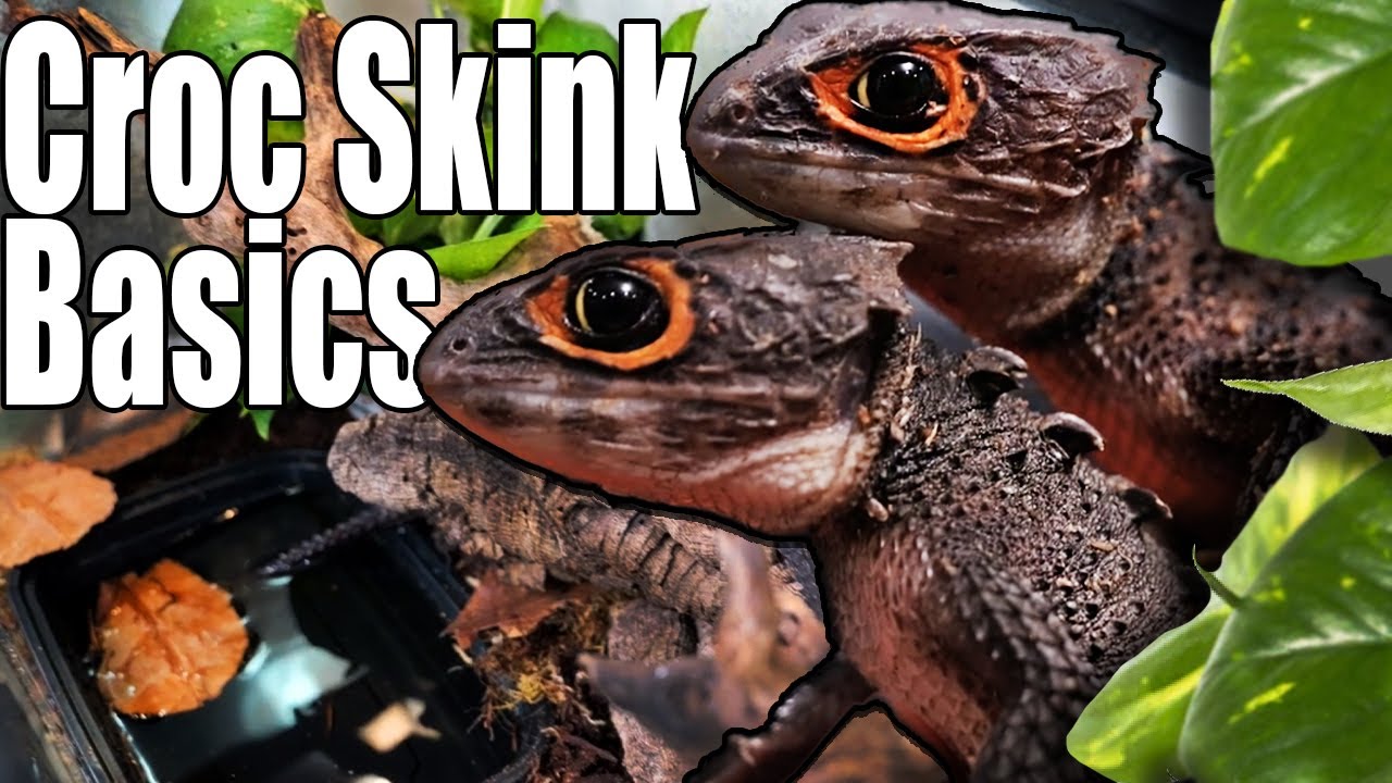 Red Eye Croc Skink Set up & Care!