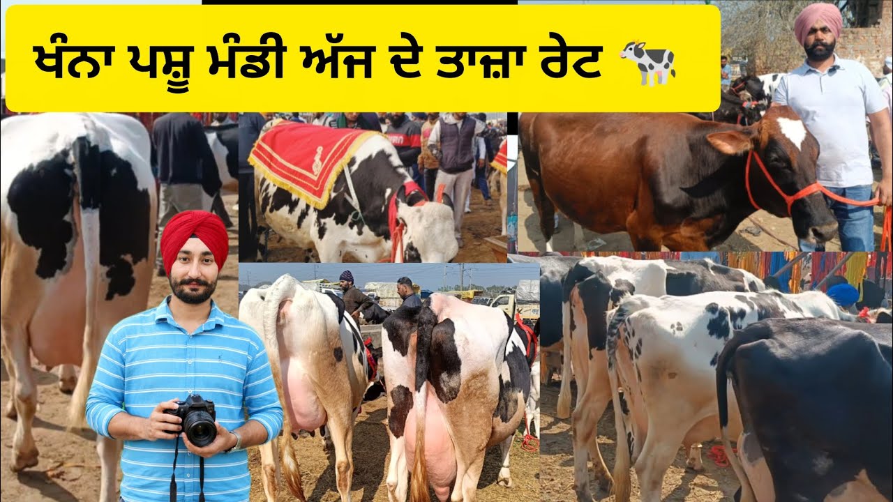  Khanna Pashu Mandi | Dairy Farm  Cow New Update | Aaj Ke Taza Rate Sabse Pehle #cow #farming 