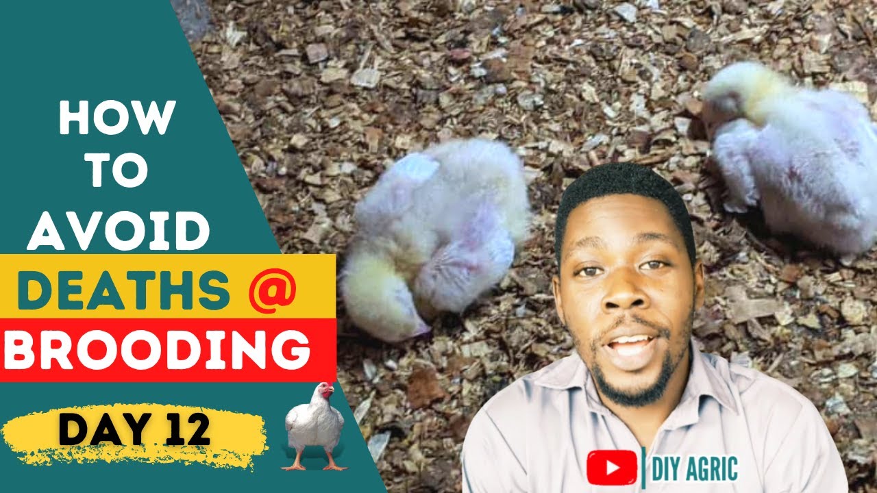 Avoiding Mortality During Brooding | Broiler Brooding Management (Day 12)