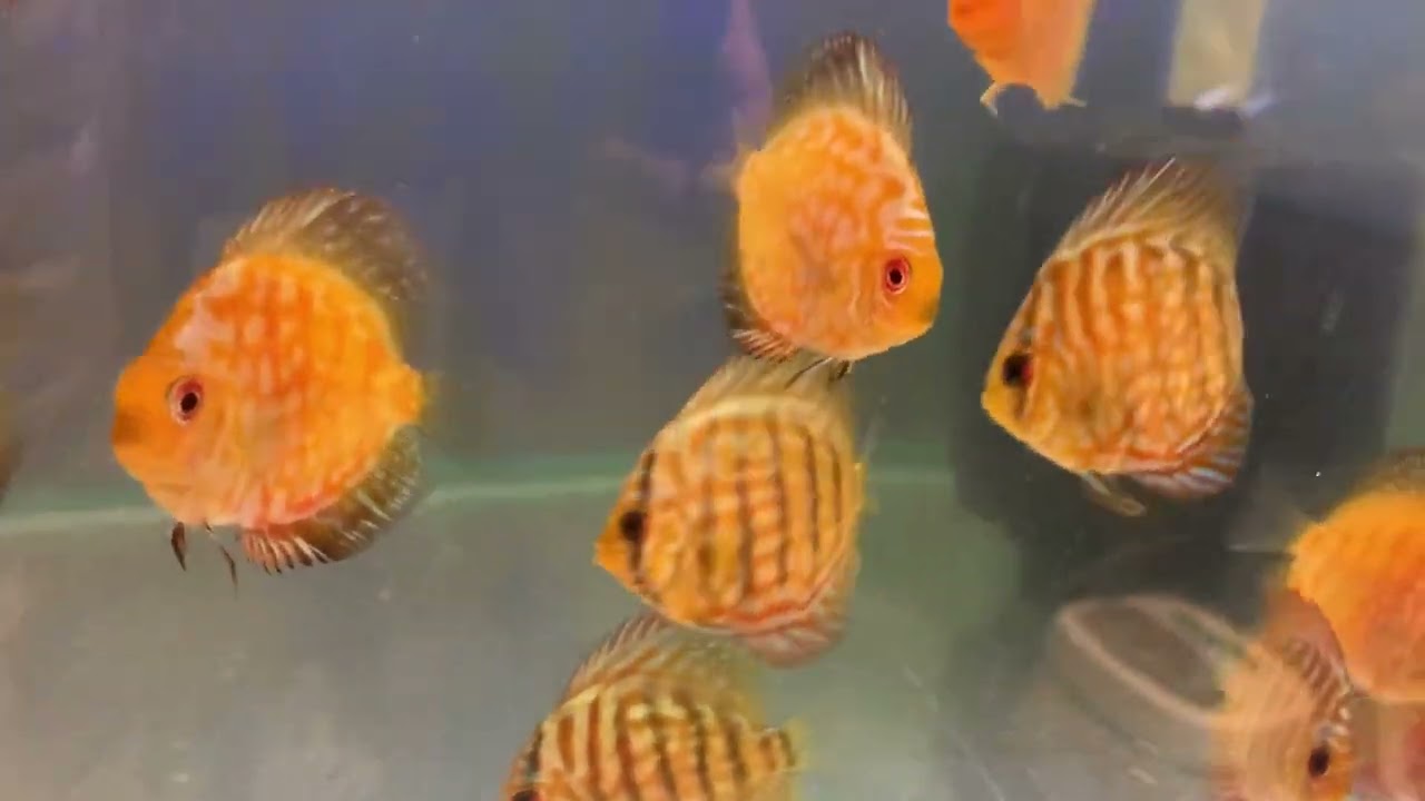 All Discus £20 to £35 @ Cheshire Oaks Discus fish sales