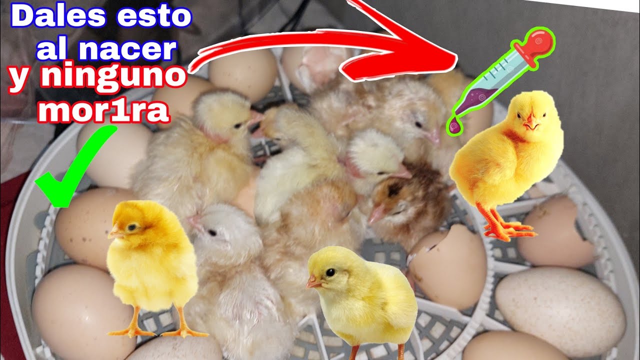 🔴Poderoso CONSEJO para que todos los POLLITOS se logren✅️ Nacieron de la incubadora👏 primeros cuidad