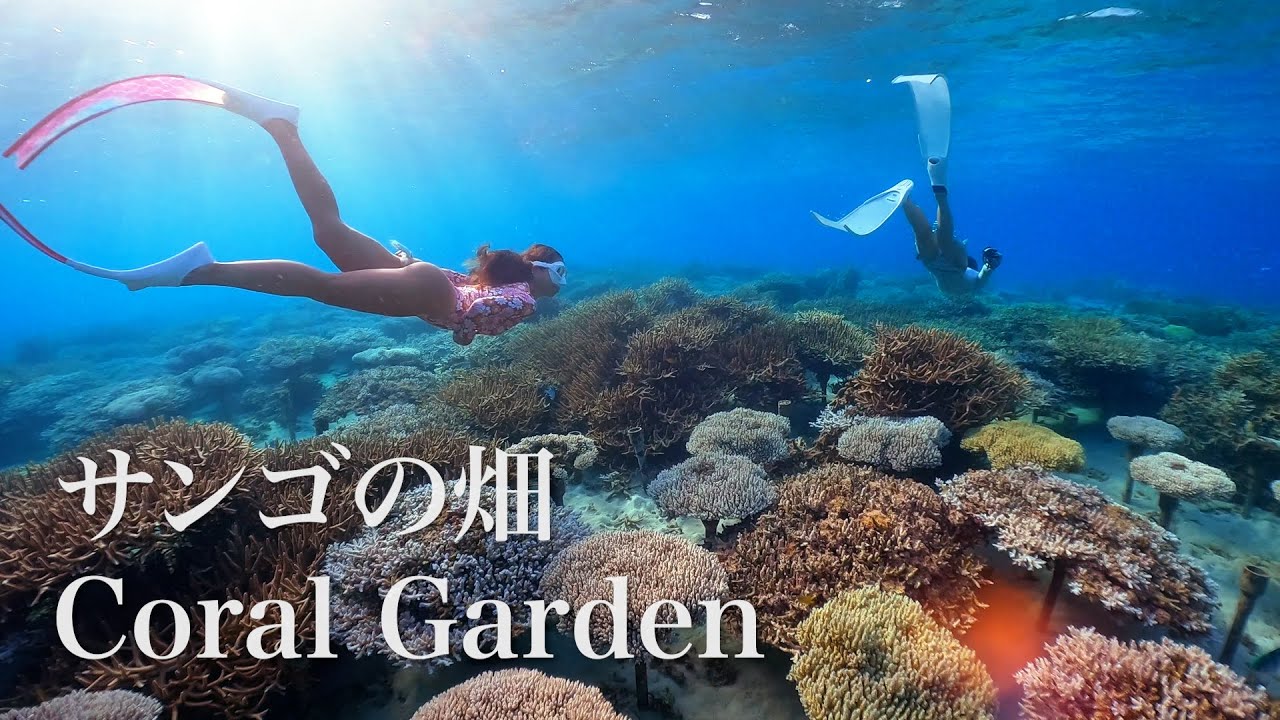 Snorkeling at The Coral Garden in Onna Village, Okinawa｜沖縄本島恩納サンゴ養殖場
