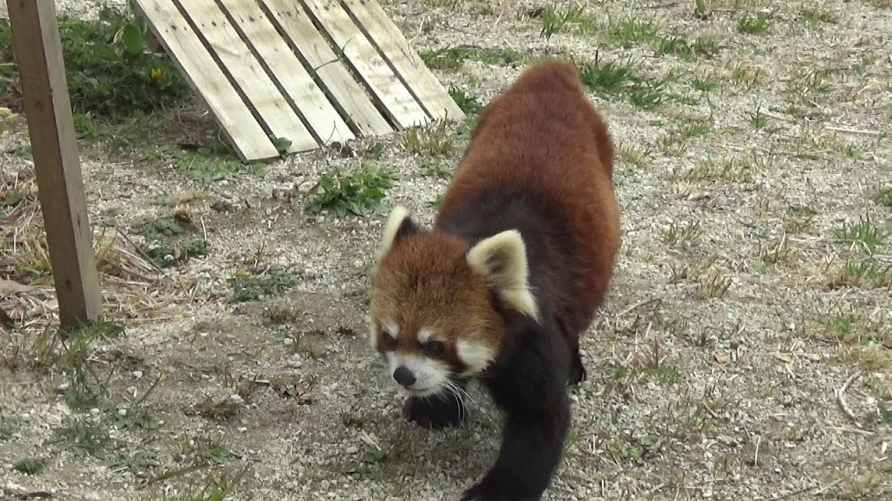 レッサーパンダさんが可愛い❤ Cute red panda #326　【Cute animal videos】【かみね動物園】