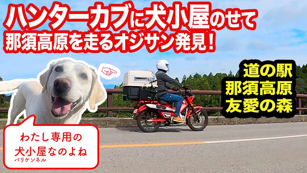 【犬とバイク】ハンターカブに犬小屋のせて那須高原をツーリングしてるおじさん見つかる！・CT125ハンターカブを犬バイクへ