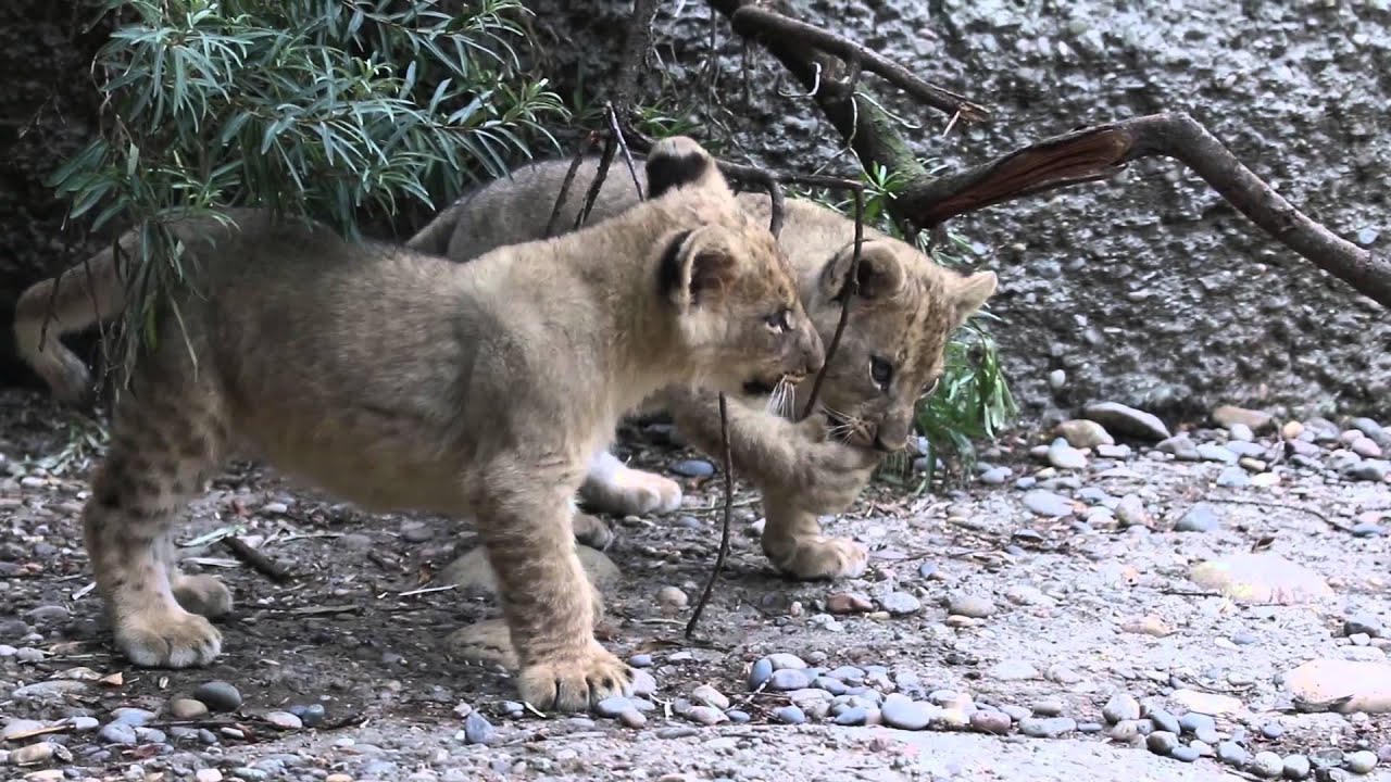 Happy Cats - African lions