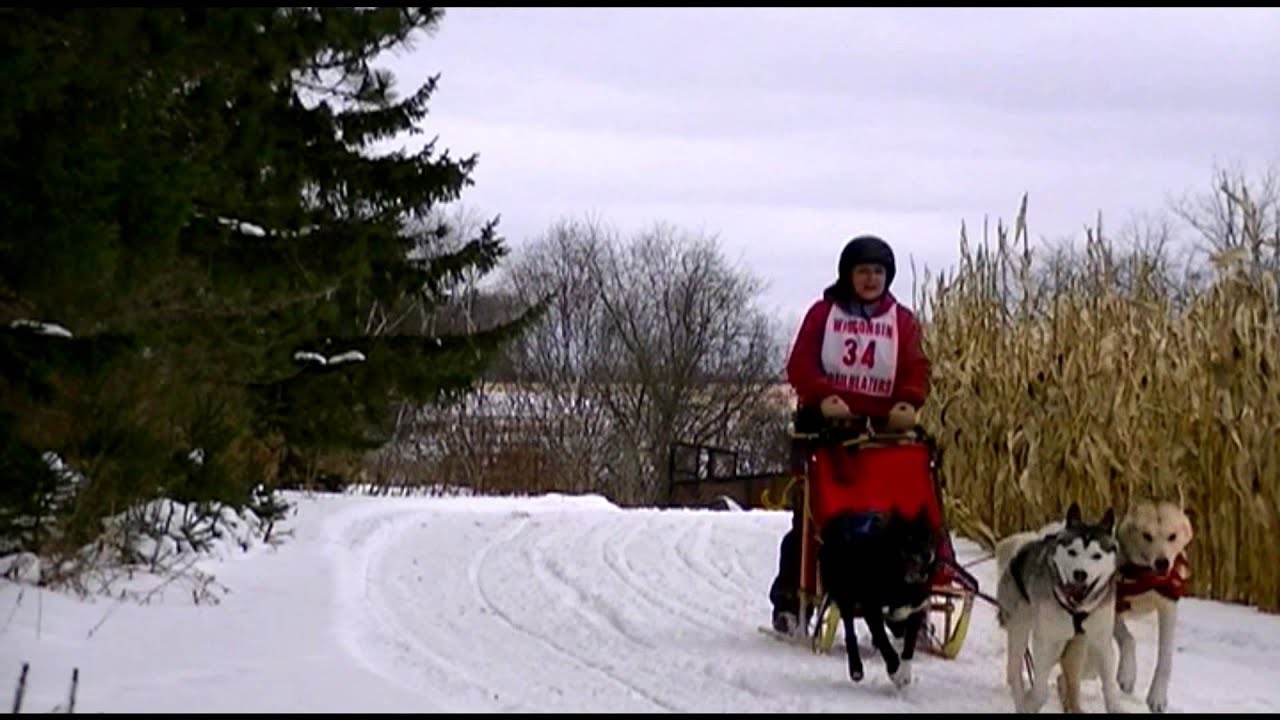 2015 Merrill Winterfest Sled dog Race 4 Dog speed, & Pure bred