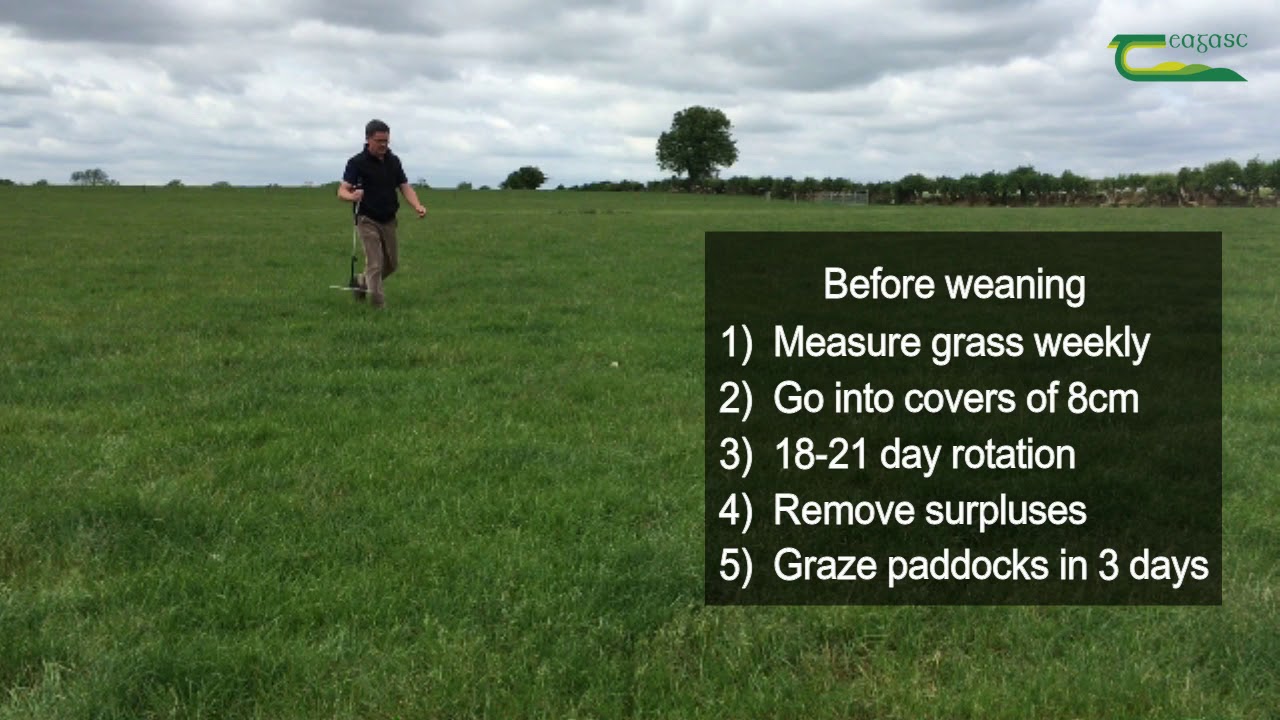 How to finish lambs from grass