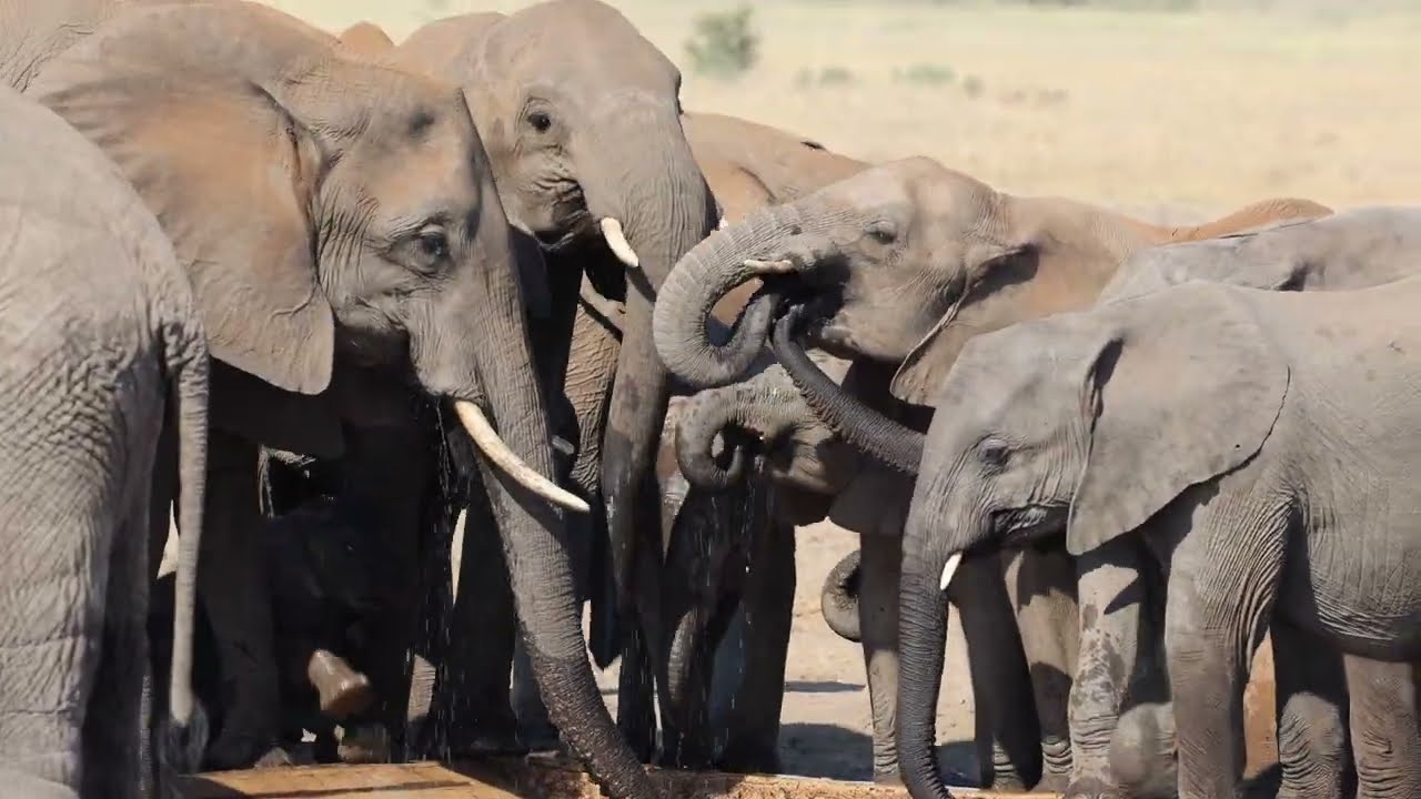 Elephants of the Kruger National Park