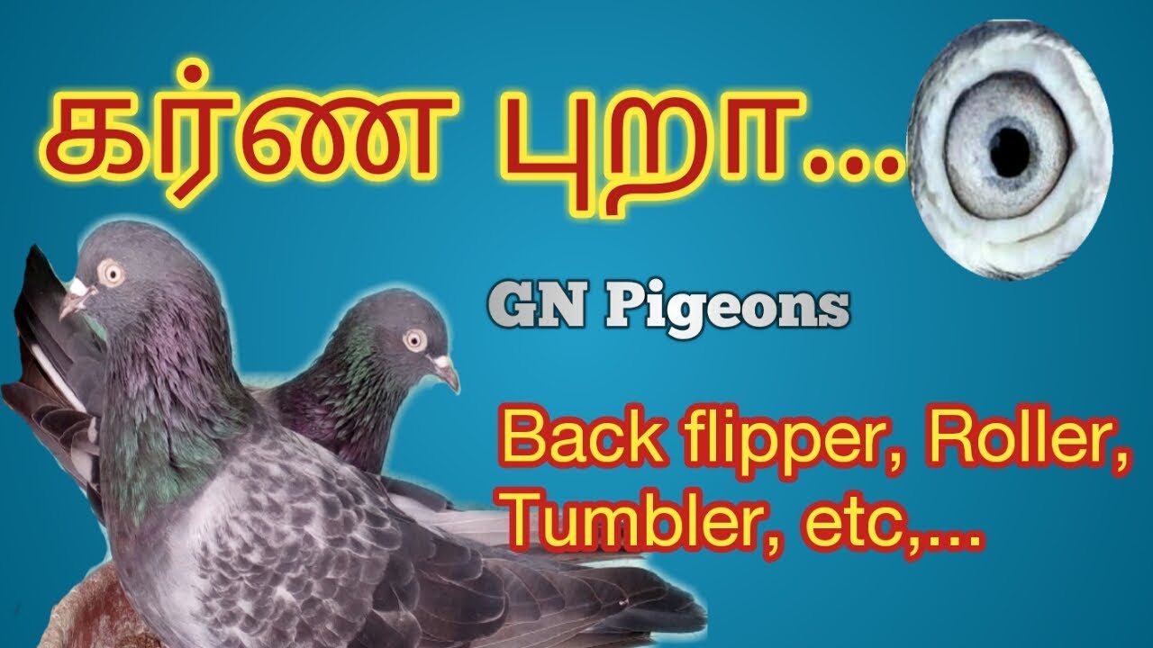 கர்ண புறா...- Karna pigeon(roller pigeon)