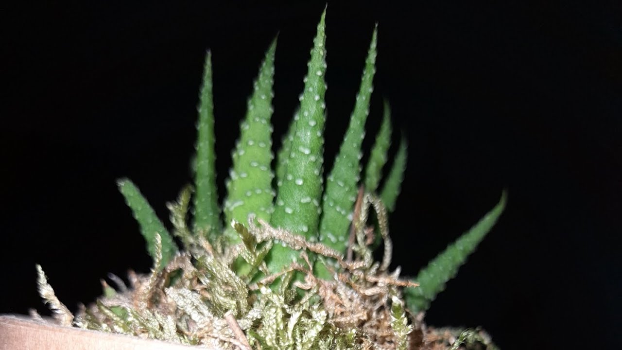 Coltivare l'aloe vera nel modo più semplice🌵