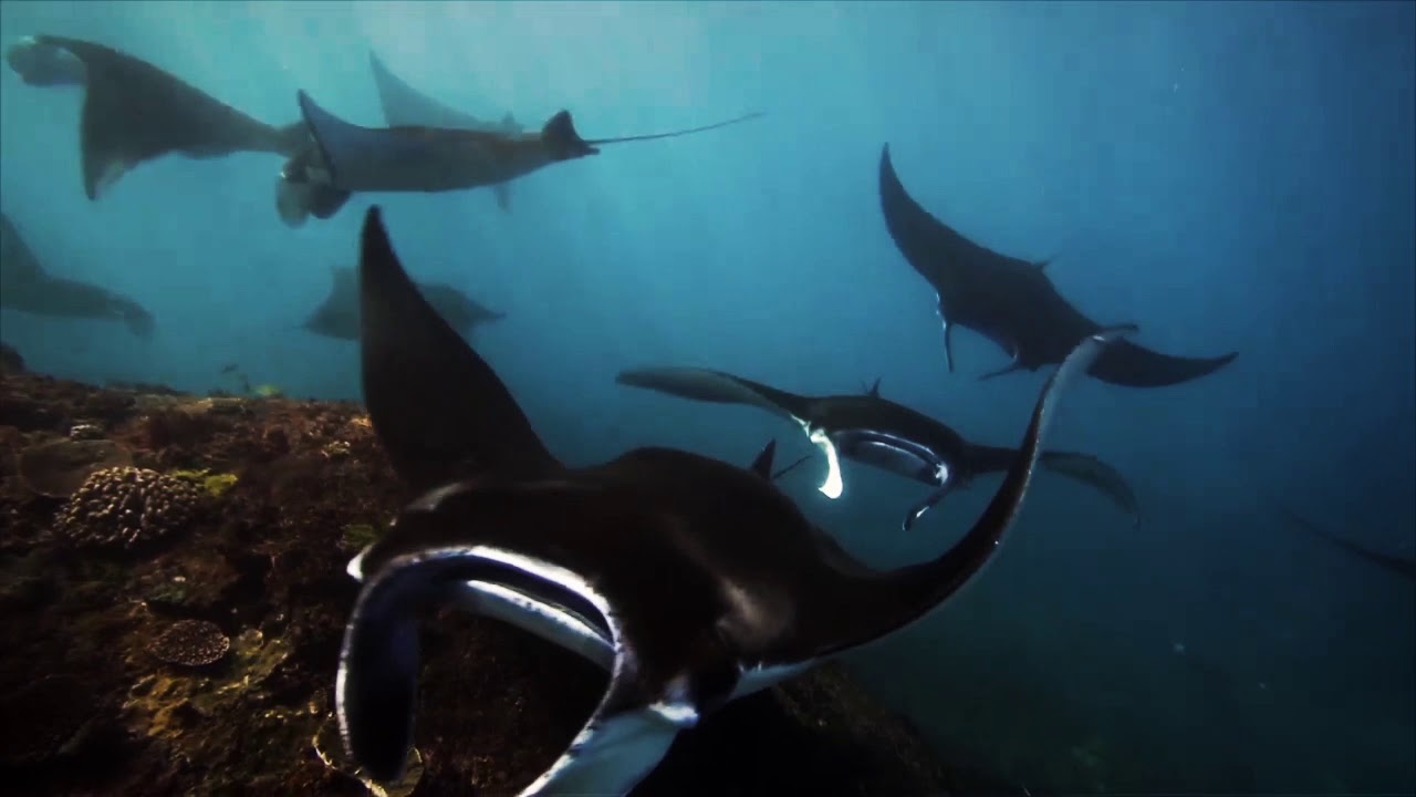 The Komodo Expedition by Scubaspa ZEN Indonesia