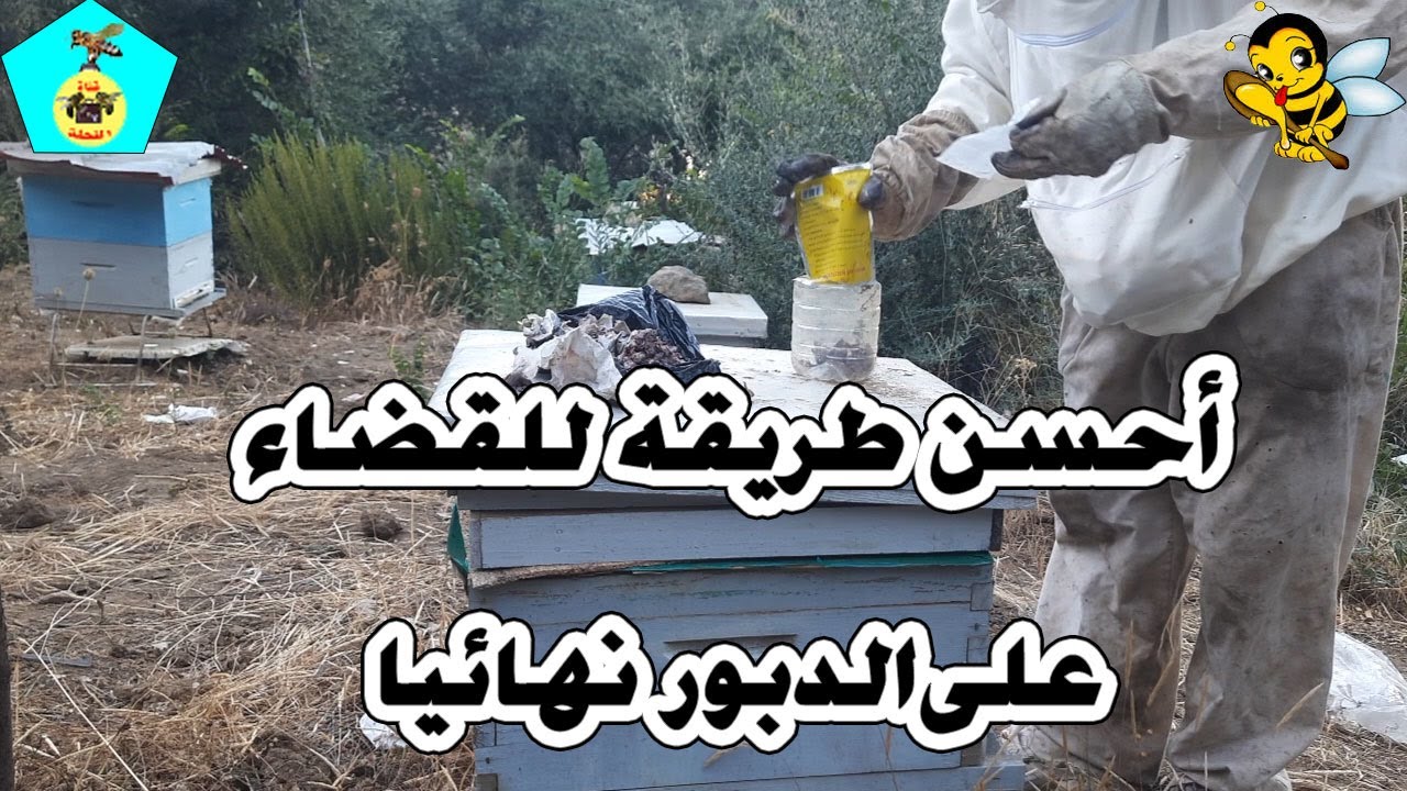 أحسن طريقة للقضاء على الدبور بواسطة السم .القضاءعليه نهائيا