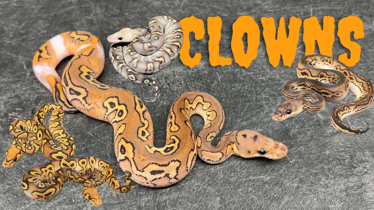 Clown Compilation 2024 : Craziest Ones We Hatched