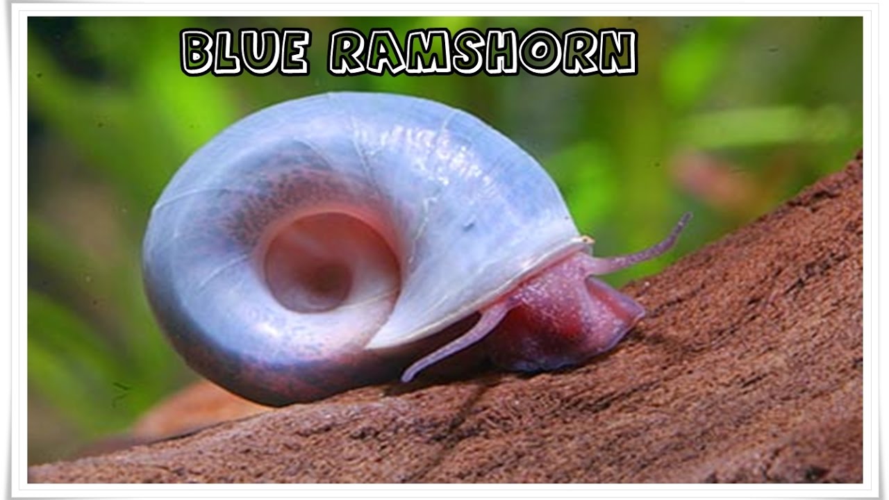 Caramujo Blue Ramshorn