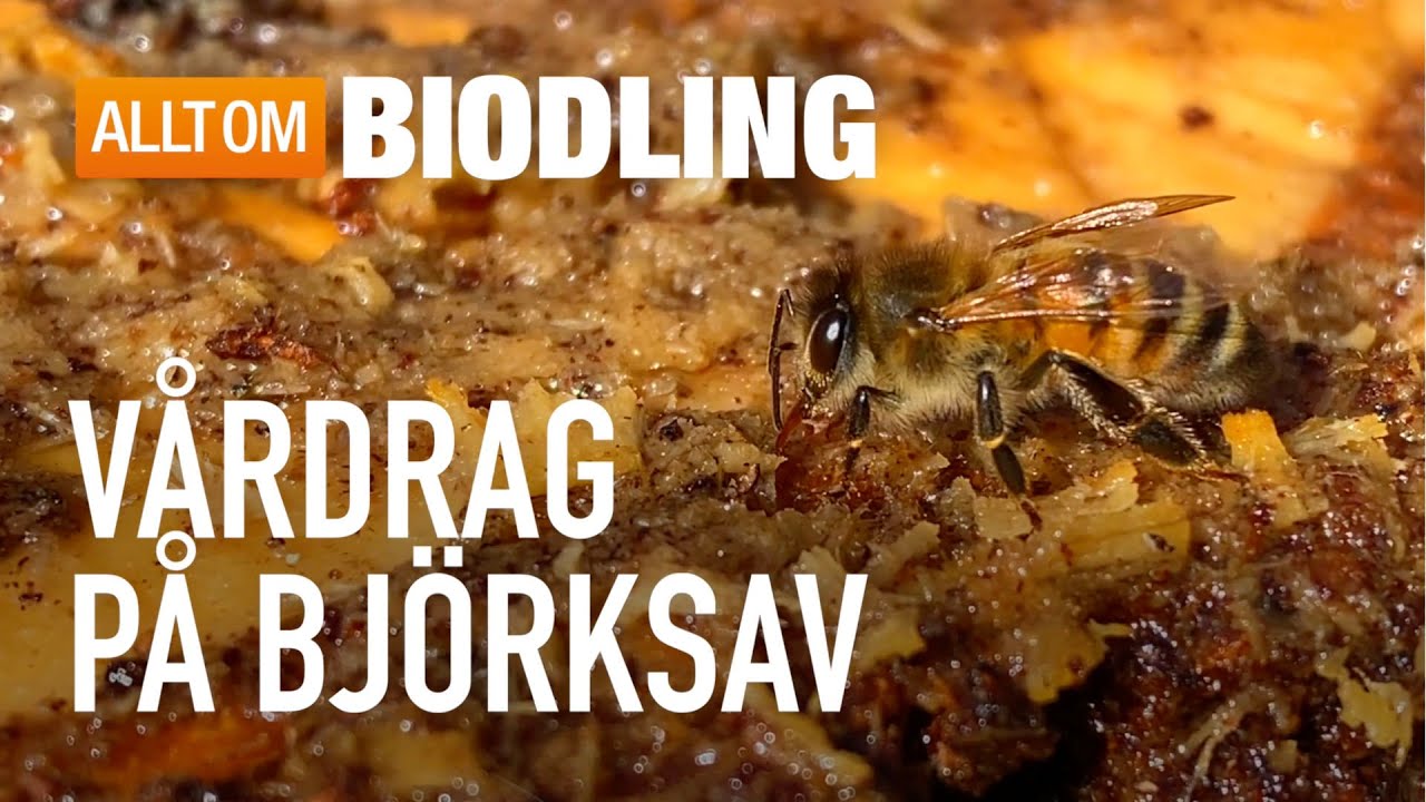 V&aring;rdrag p&aring; bj&ouml;rksav | Honungsbin