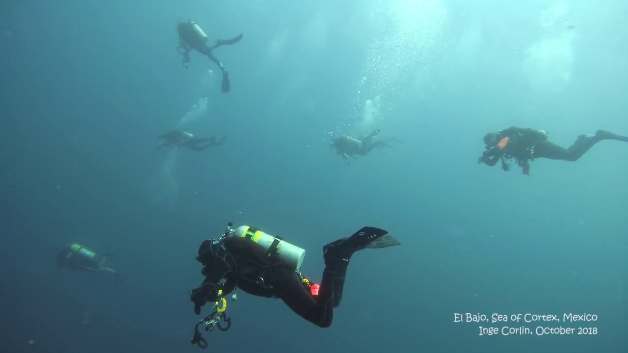 Hammerheads  at El Bajo - Sea of Cortez - Mexico
