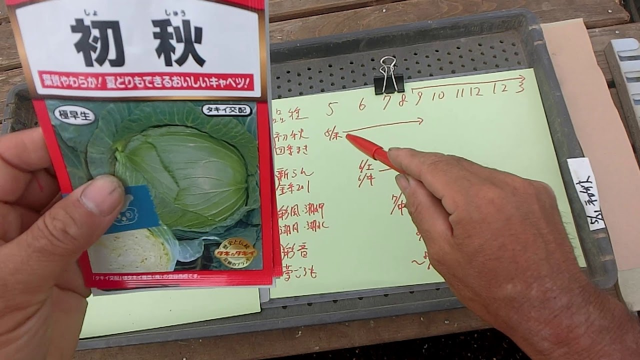 秋・冬キャベツ栽培品種一覧種蒔き時期プロ有機農家が教える通年栽培200531