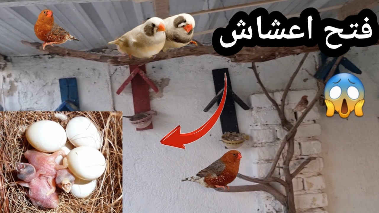 فتح اعشاش 🥚🕊 المحميه